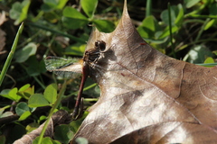 Sympetrum vicinum