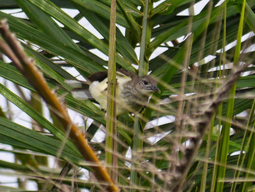Swamp Palm Bulbul (Thescelocichla leucopleura), photo 3