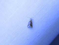 Eublemma cochylioides