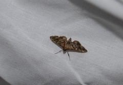 Nacoleia rhoeoalis