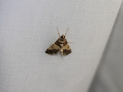 Nacoleia mesochlora