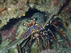 Panulirus longipes bispinosus