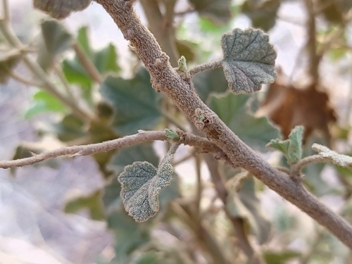 Image of Malacothamnus orbiculatus by (c) Daniel S., some rights reserved (CC BY)
