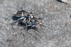 Ellipsoptera hamata