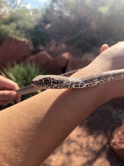 Masticophis flagellum