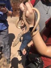 Masticophis flagellum