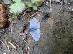 Celastrina echo echo