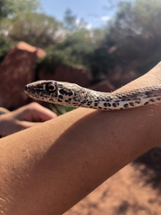 Masticophis flagellum