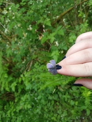 Celastrina echo echo