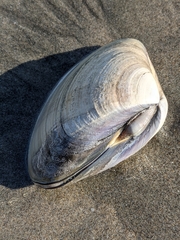 Tivela