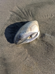 Tivela