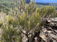 Allocasuarina rigida