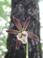 Prosthechea pterocarpa