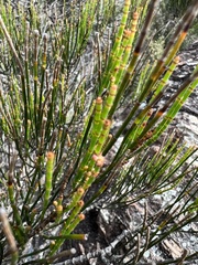 Allocasuarina rigida