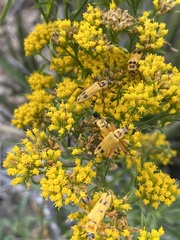 Chauliognathus discus