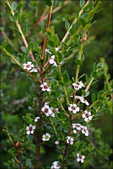 Baeckea latifolia