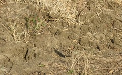 Coturnix coromandelica