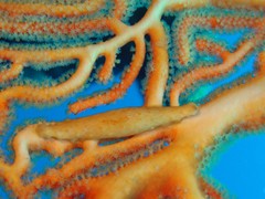 Pellasimnia annabelae