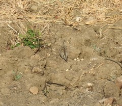 Coturnix coromandelica