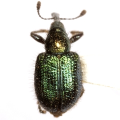 Haplorhynchites quadripennis