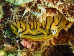 Halgerda willeyi