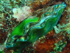 Tridacna derasa