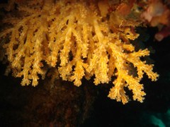 Chironephthya