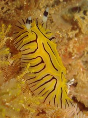 Halgerda willeyi