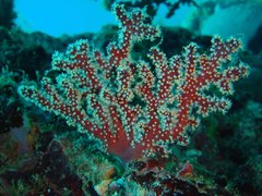 Chironephthya