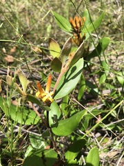 Persoonia laurina