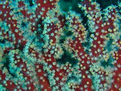 Chironephthya