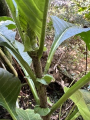 Dioicodendron dioicum