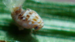 Scolypopa australis