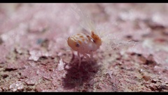 Scolypopa australis