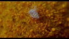 Scolypopa australis