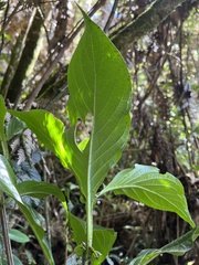 Dioicodendron dioicum
