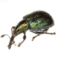 Haplorhynchites quadripennis