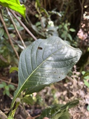 Dioicodendron dioicum