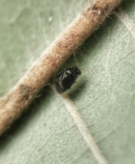Cimicoidea
