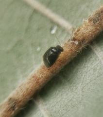Cimicoidea