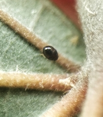 Cimicoidea