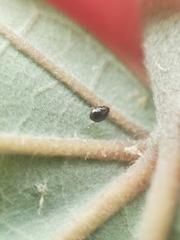Cimicoidea