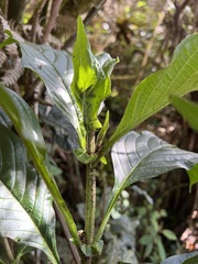 Dioicodendron dioicum