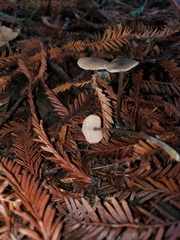 Entoloma propinquum