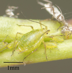 Myzus persicae