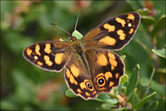Heteronympha solandri