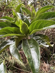 Dioicodendron