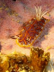 Halgerda tessellata