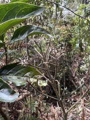 Dioicodendron