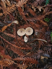 Entoloma propinquum